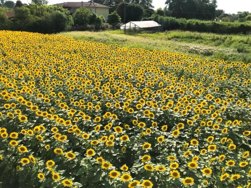 Fattoria Il Giardo Appartement Pietrasanta Buitenkant foto